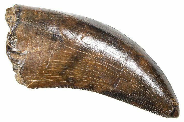 Serrated Tyrannosaur Tooth w/ Sandstone - Judith River Formation #381211